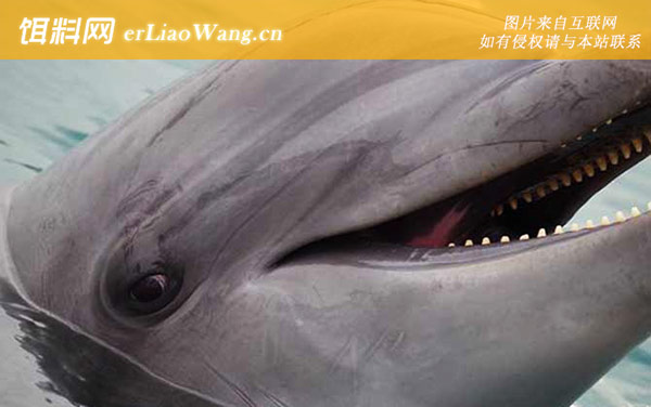 中华白海豚:生活习性