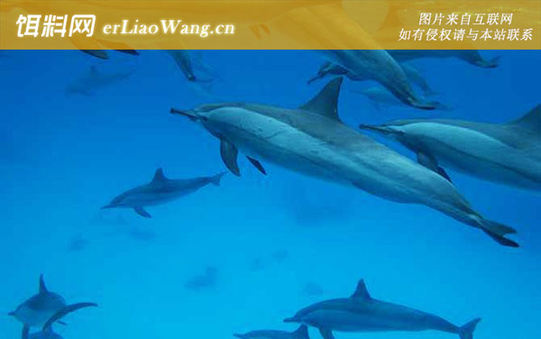 灰海豚:生活习性