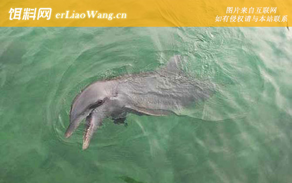 海豚:代表物种