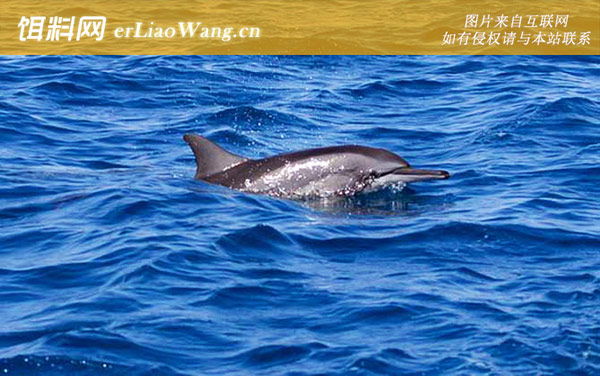海豚:对比优势