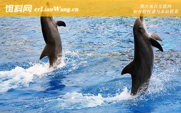 海豚:海豚为什么会救人？