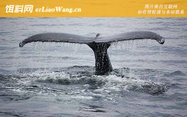 鲸鱼:代表物种