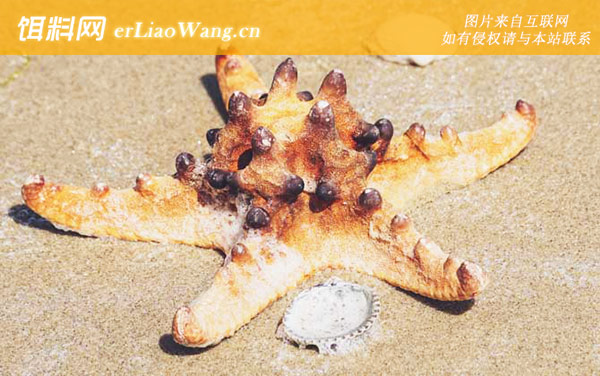 海星是什么动物-物种分类