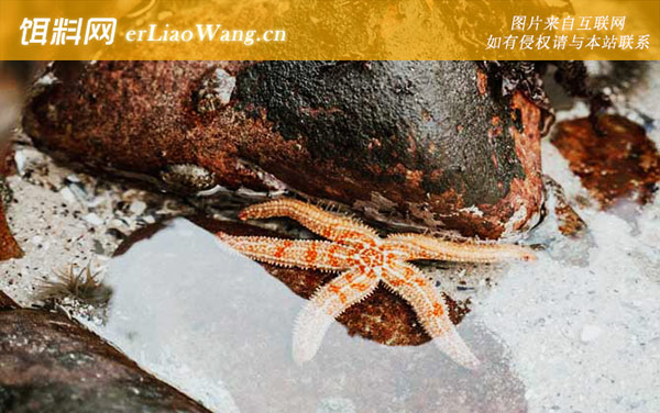 海星:摄食习性