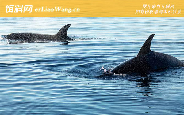 虎鲸:生活习性
