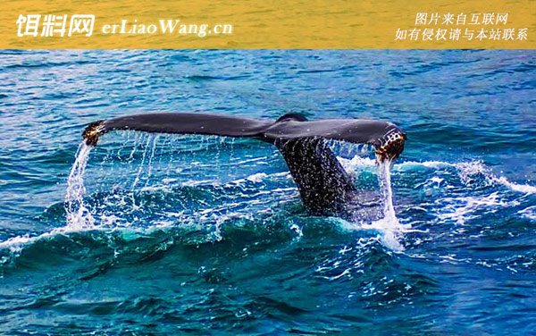 领航鲸:分布范围