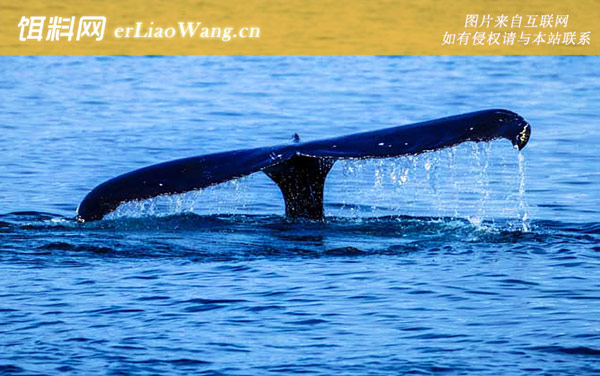 领航鲸:生活习性