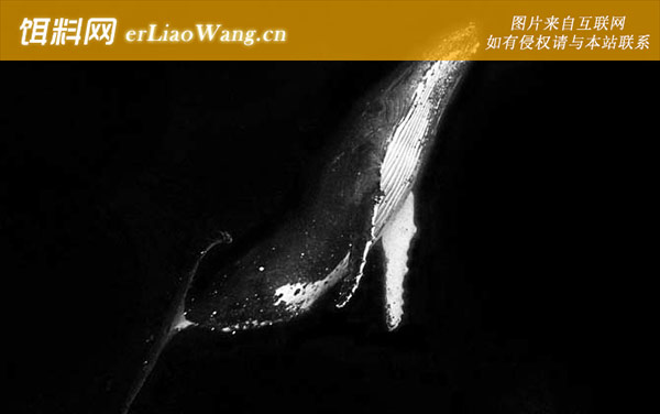 座头鲸:生活习性