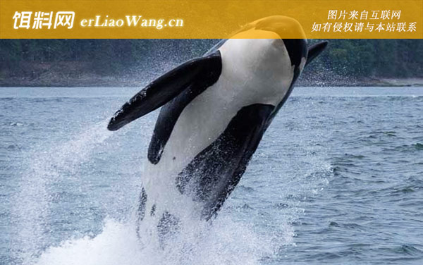 虎鲸:生活习性