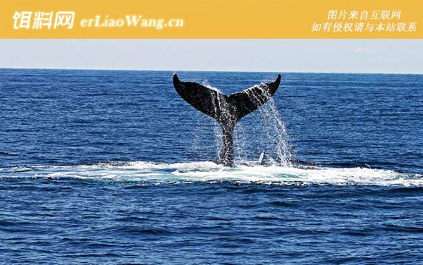 巨头鲸:生活习性