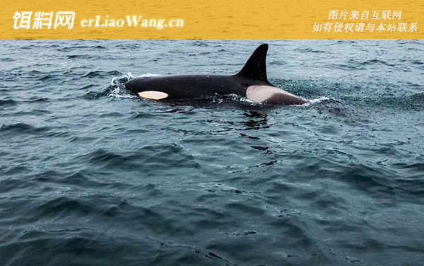 逆戟鲸:生活习性