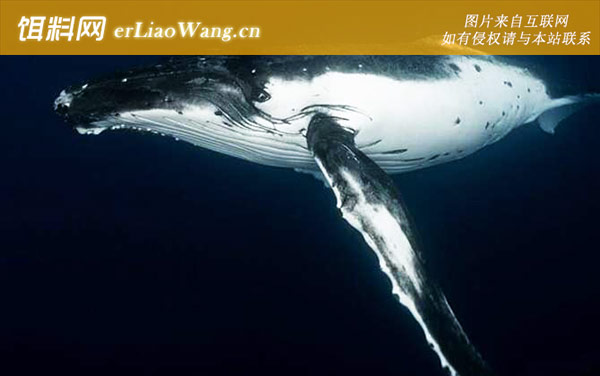 驼背鲸:分布范围