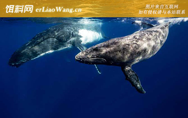 驼背鲸:生活习性