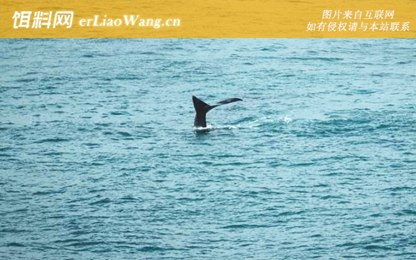 瓜头鲸:分布范围