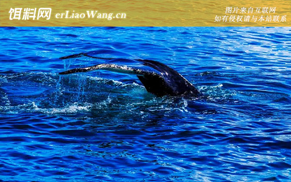 瓜头鲸:生活习性