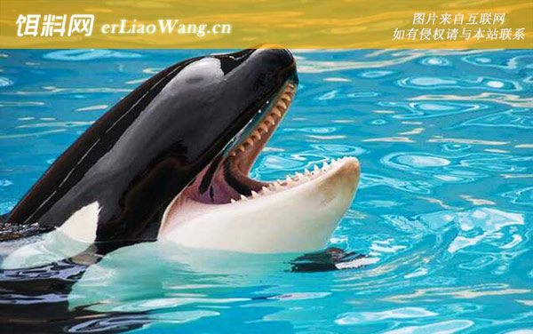 虎头鲸:分布范围