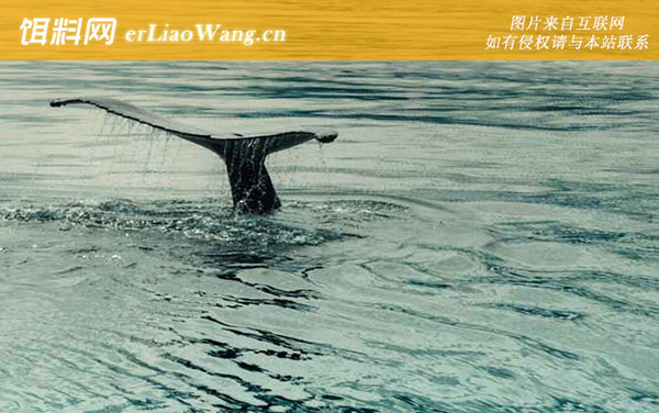 虎头鲸:生活习性
