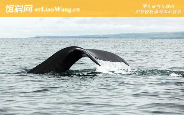 北极露脊鲸:分布范围