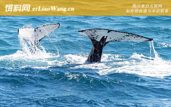 北极露脊鲸:生活习性