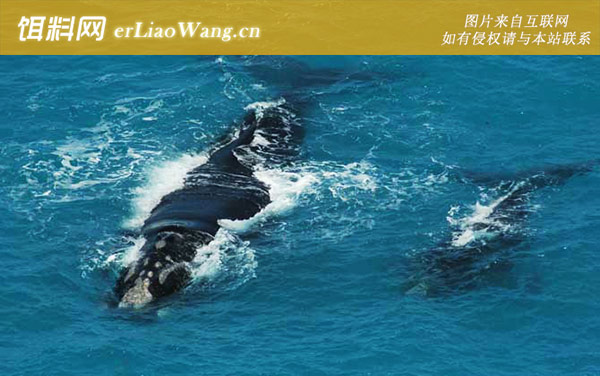 布氏鲸:分布范围