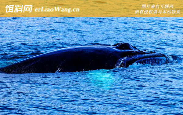 布氏鲸:生活习性