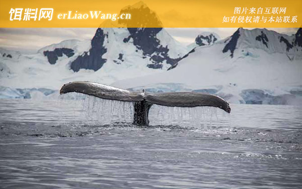 南露脊鲸:形态特征