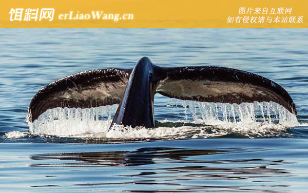 南露脊鲸:分布范围