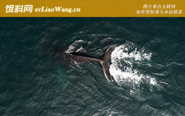 南露脊鲸:生活习性