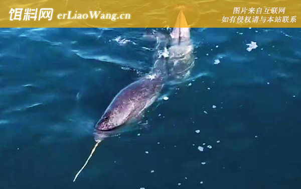 独角鲸:分布范围