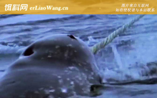 独角鲸:生活习性