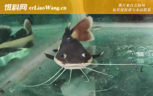 狗仔鲸:分布范围