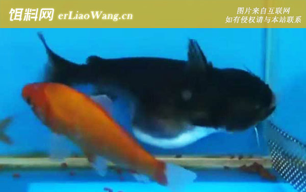 大嘴鲸:生活习性