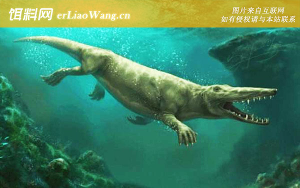 矛齿鲸:鲸鱼是怎么进化的？