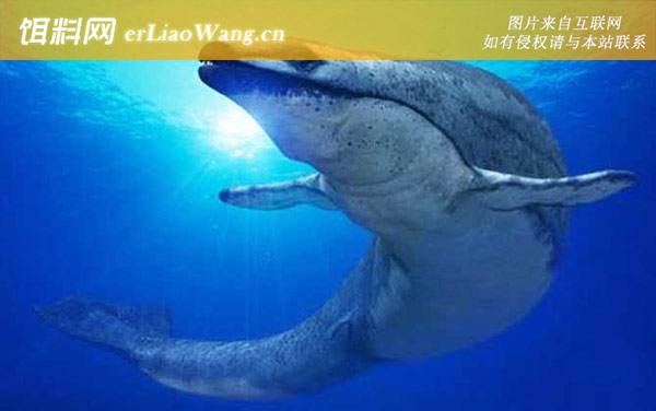 矛齿鲸:现存鲸鱼有多少种？