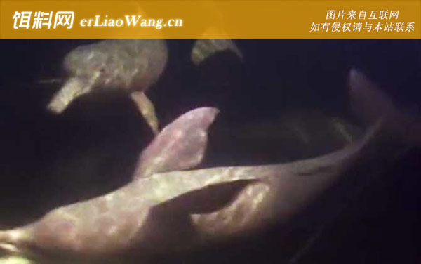海豚:拉河豚科