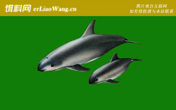 一角鲸:鼠海豚科