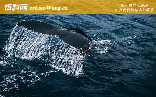 灰鲸:须鲸科