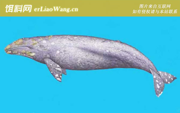 抹香鲸:灰鲸科