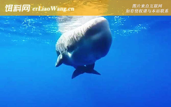 小抹香鲸:抹香鲸科