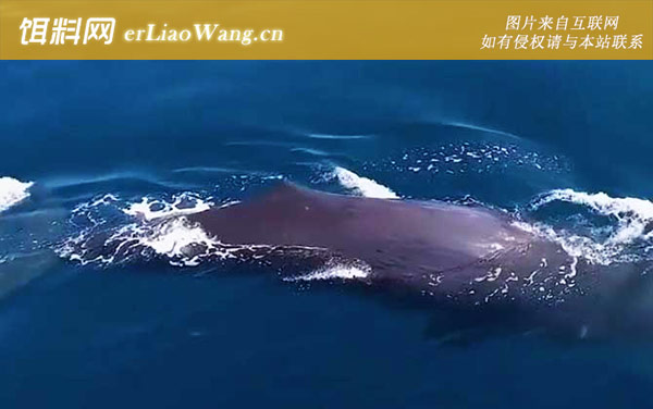 河豚:小抹香鲸科