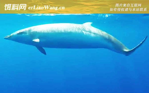 亚马逊江豚:喙鲸科