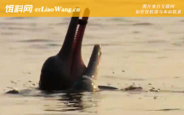 拉河豚科:亚河豚科