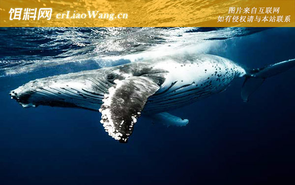 关于鲸的资料有哪些-物种起源