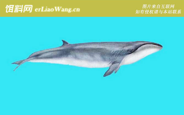 抹香鲸:露脊鲸(100吨)