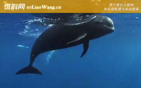 领航鲸:生活习性