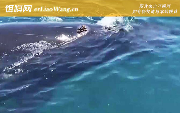 座头鲸:群体互惠