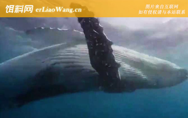 座头鲸:反掠食者