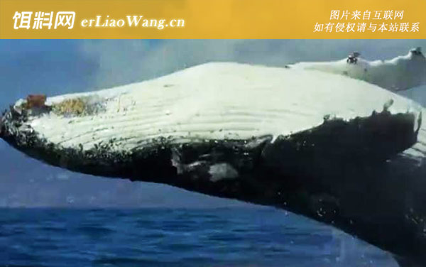 座头鲸:摄食习性