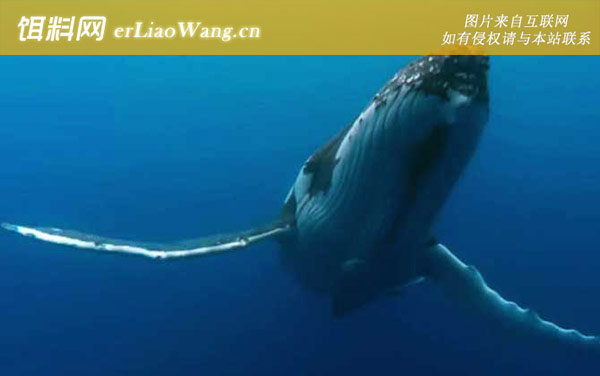 座头鲸:战力对比