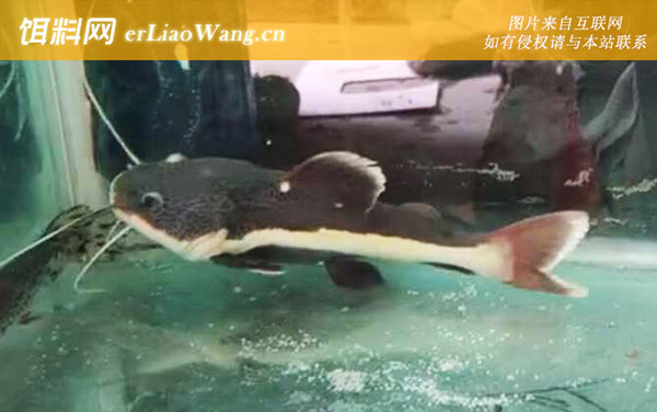 狗仔鲸:生活环境